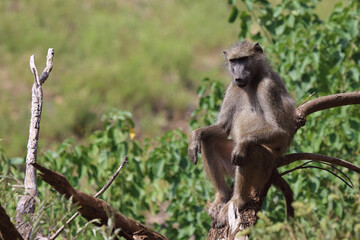 Bärenpavian / Chacma baboon / Papio ursinus