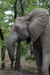 Afrikanischer Elefant / African elephant / Loxodonta africana