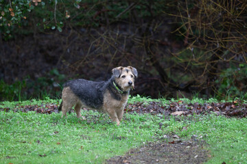 Mixed breed mutt dog standing outside, room for copy