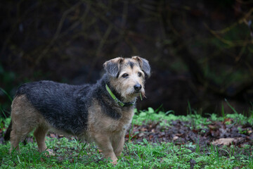 Mixed breed mutt dog standing outside, alert, sniffing, room for copy