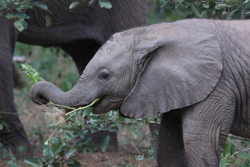 Afrikanischer Elefant / African elephant / Loxodonta africana