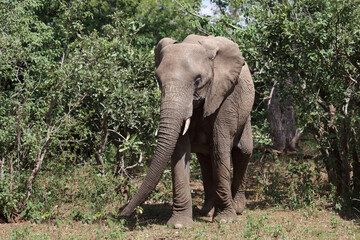 Fototapeta premium Afrikanischer Elefant / African elephant / Loxodonta africana