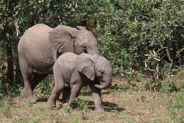 Fototapeta premium Afrikanischer Elefant / African elephant / Loxodonta africana