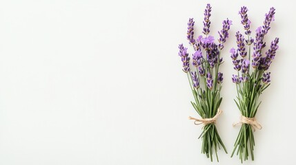 Obraz premium Lavender sprigs tied with twine, fragrant purple flowers, isolated on white background.