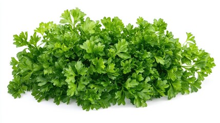 Fototapeta premium Parsley leaves, fresh and vibrant, with curly edges, isolated on white background.