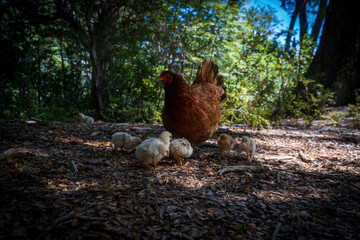 A mother hen leads her fluffy yellow chicks along a sunlit forest path, surrounded by natural foliage.