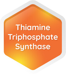 thiamine triphosphate synthase