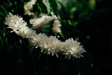 The beauty of coffee flower, fresh and white coffee flower blooming on the tree.
