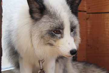 宮城蔵王キツネ村 プラチナキツネ Miyagi Zao Fox Village Platinum Fox