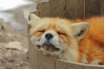 宮城蔵王キツネ村の狐 Foxes from Miyagi Zao Fox Village