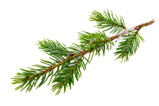 pine branch with cones