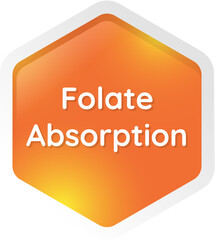 folate absorption