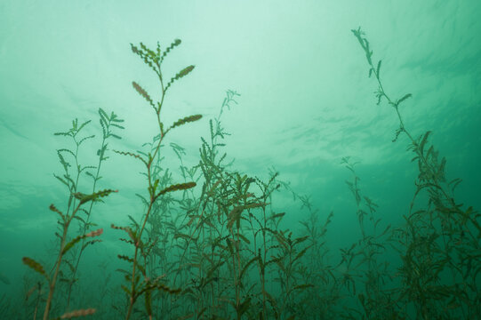 Curly Pondweed Potamogeton crispus Underwater with Copy-Space