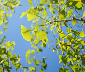 Obraz premium Green ginkgo biloba leaf on branch, selective focus