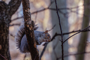 squirrel on a tree smiling
