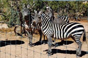 Zoo Animals Group of Three Zebras.