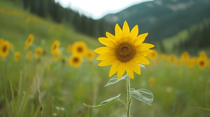 A single sunflower stands tall in a field of its peers, 