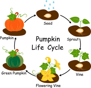 Pumpkin Life Cycle from Seed to Pumpkin