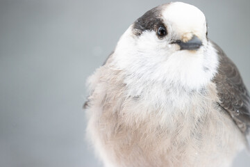Cute portrait of a Canada Jay.