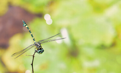 dragonfly on a green leaf
