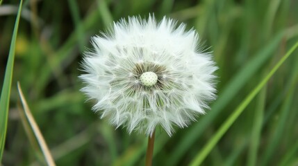 A delicate dandelion clock, its fluffy white seeds poised for the wind.  A serene moment in nature's beauty.