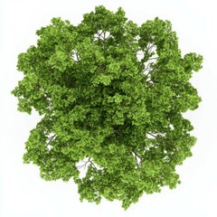 Obraz premium A lush, green tree viewed from above, showcasing a dense canopy of leaves against a white background.