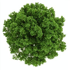 Obraz premium A vibrant, lush green tree top viewed from above, showcasing dense foliage and a rounded shape.