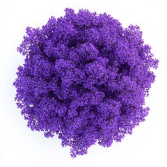 A vibrant, round cluster of purple flowers against a white background, showcasing rich color and delicate petals.