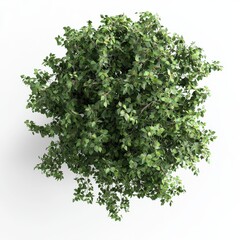 Fototapeta premium Lush, green top view of a bushy plant highlighting vibrant leaves, ideal for nature-related themes and decor.