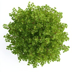 Obraz premium A vibrant green plant with small, round leaves, viewed from above, creating a lush, full appearance.