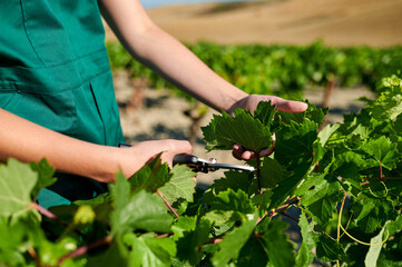 Winegrower pruning grapevine leaves with secateurs in vineyard