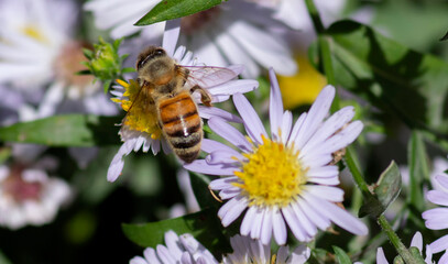 bee on a flower