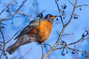  American robin (Turdus migratorius) in winter