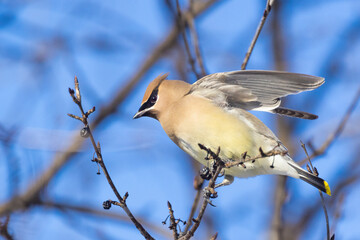 cedar waxwing (Bombycilla cedrorum) in winter