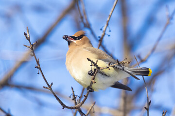 cedar waxwing (Bombycilla cedrorum) in winter
