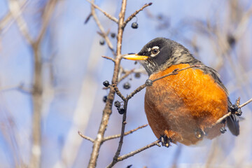 American robin (Turdus migratorius) in winter