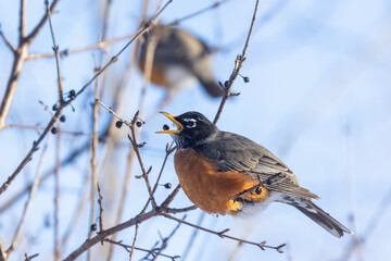  American robin (Turdus migratorius) in winter