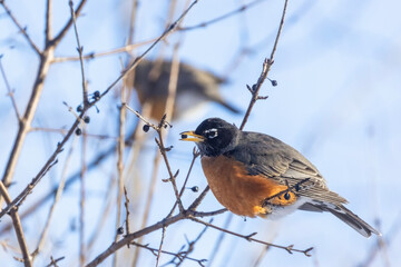  American robin (Turdus migratorius) in winter