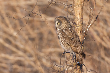 The great grey owl (Strix nebulosa) in winter