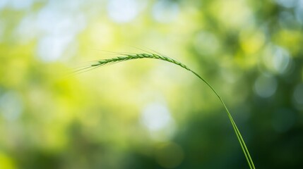 A single stalk of vibrant green grass gracefully curves against a soft, blurred background of nature's hues.  The tranquil scene evokes a sense of serenity and the beauty of simplicity.