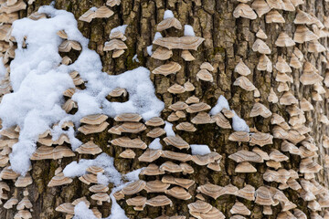 Cerrena unicolor, commonly known as the mossy maze polypore