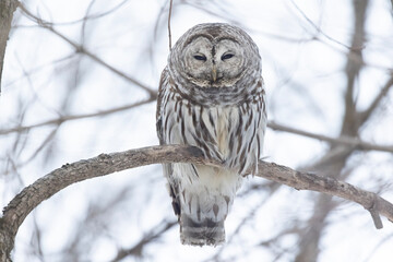  barred owl (Strix varia) in winter