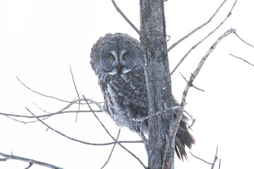 The great grey owl (Strix nebulosa) in winter