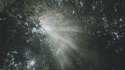 Sunlight filtering through lush green foliage in a serene forest, creating a tranquil atmosphere