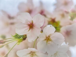 公園では枝垂れ桜が満開を迎え春の訪れを感じることが出来ます