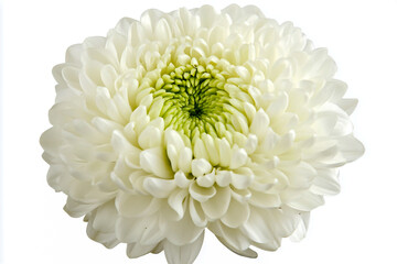 A macro close-up of a white chrysanthemum with a vibrant green center against a white background.