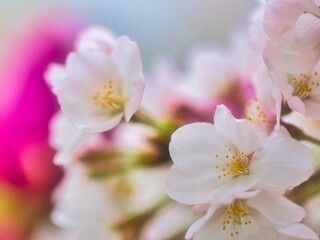 公園では枝垂れ桜が満開を迎え春の訪れを感じることが出来ます