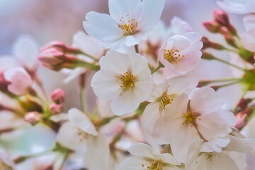 公園では枝垂れ桜が満開を迎え春の訪れを感じることが出来ます