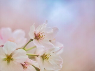 公園では枝垂れ桜が満開を迎え春の訪れを感じることが出来ます