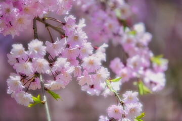 公園では枝垂れ桜が満開を迎え春の訪れを感じることが出来ます